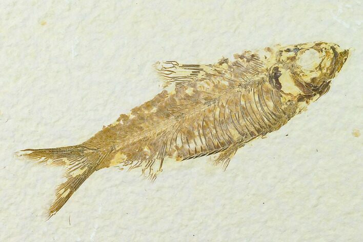 Fossil Fish (Knightia) - Green River Formation - Wyoming #136534